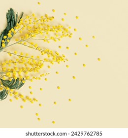 Vivid Yellow Mimosa Flowers on Soft Pastel Background, monochrome flowery composition with empty space. Fluffy flower top view, minimal trend Spring blossoms still life, top view holiday day fon - Powered by Shutterstock