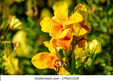 Vivid yellow and red flowers of Canna indica, commonly known as Indian shot, African or purple arrowroot, edible canna or Sierra Leone arrowroot, in soft focus, in a garden in a sunny summer day - Powered by Shutterstock