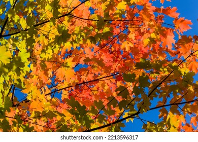 Vividly Colored Maple Leaves Displaying Autumn (fall) Colors. Desktop Background Or Similar Use