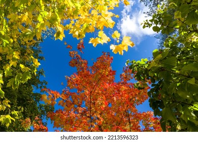 Vividly Colored Maple Leaves Displaying Autumn (fall) Colors. Desktop Background Or Similar Use