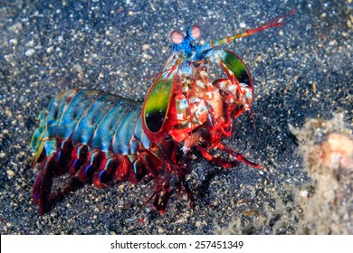 Vividly colored Peacock Mantis Shrimp on a black sandy seabed