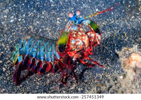 Vividly colored Peacock Mantis Shrimp on a black sandy seabed