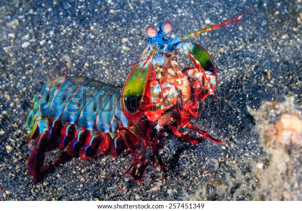 Vividly colored Peacock Mantis Shrimp on a black\
sandy seabed