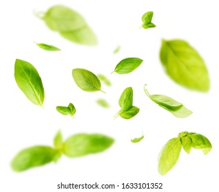 Vividly Flying In The Air Green Basil Leaves Isolated On White Background 3d Illustration. Food Levitation Concept. High Resolution Image