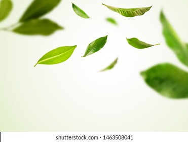 Vividly flying in the air green tea leaves isolated on white background 3d illustration. Food levitation concept. High resolution image