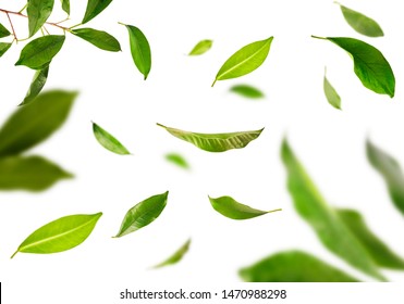 Vividly Flying In The Air Green Tea Leaves Isolated On White Background 3d Illustration. Food Levitation Concept. High Resolution Image