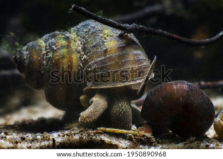 viviparous freshwater river snail, plankton feeder and algae eater, important aquatic mollusk search for food in sand substrate bottom, temperate biotope aquarium