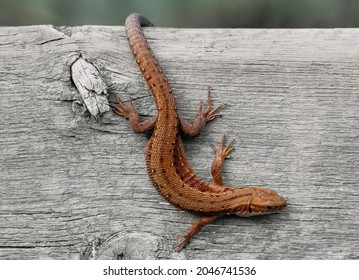 Viviparous lizard close-up. Brown beautiful lizard on a wooden background macro photography. Lizard is sitting on a tree.
