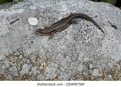 Viviparous Lizard On The Rock