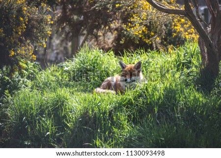 Similar – Europäischer Rotfuchs