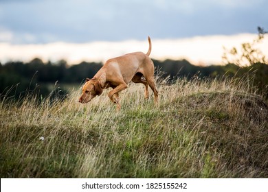 Vizla dog walking on a meadow, sniffing ground. - Shutterstock ID 1825155242