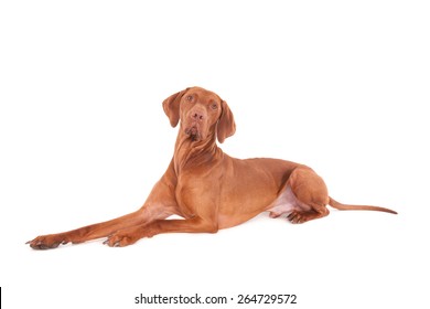 Vizsla Dog Against A White Background