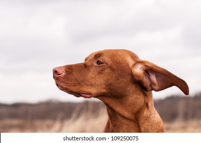 A Vizsla Dog (Hungarian Pointer)  Has Its Ears Blown Back While Standing In An Open Field.