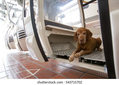 Vizsla Dog Laying In Cable Car 