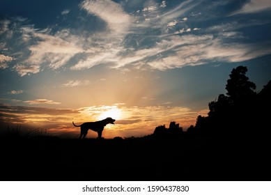 Vizsla Dog Silhouette Standing Outdoors In Sunset