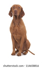 Vizsla Dog Sitting On White Background