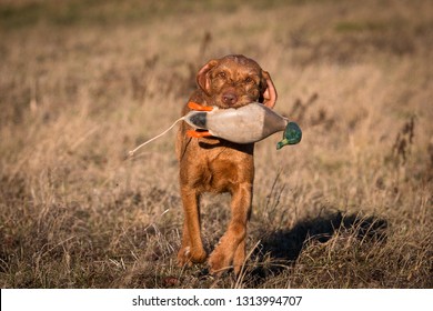 Vizsla Dummy Hunting