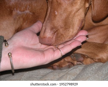 Vizsla Eating Out Of Her Humans Hand