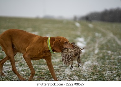 Vizsla Hunt Dog Fetch Pheasant Hunt