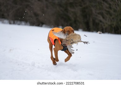 Vizsla Hunt Dog Fetch Pheasant Hunt