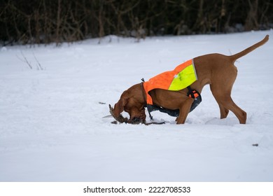 Vizsla Hunt Dog Fetch Pheasant Hunt