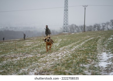 Vizsla Hunt Dog Fetch Pheasant Hunt