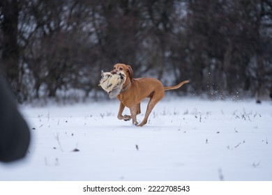 Vizsla Hunt Dog Fetch Pheasant Hunt