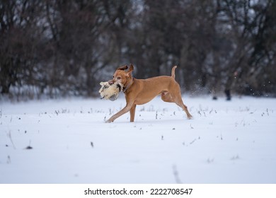 Vizsla Hunt Dog Fetch Pheasant Hunt