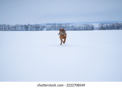 Vizsla Hunt Dog Fetch Pheasant Hunt