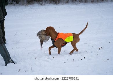 Vizsla Hunt Dog Fetch Pheasant Hunt