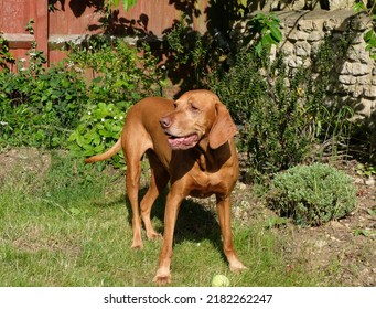 Vizsla Playing In The Garden