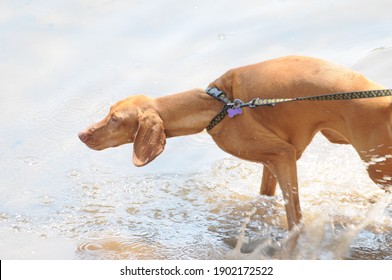 Vizsla Playing In The Water