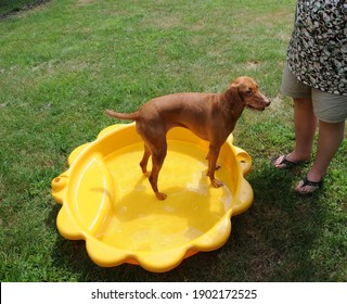 Vizsla Playing In The Water