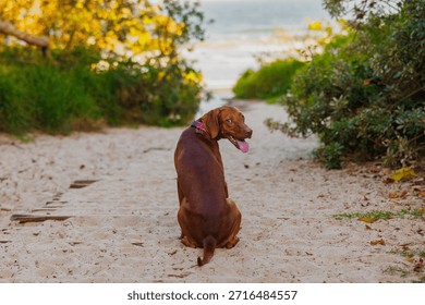 Vizsla pointer dog looking back at the camera at the entrance to a beach at sunset