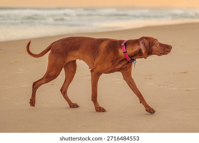 Vizsla pointer dog posing for the camera on beach at sunset