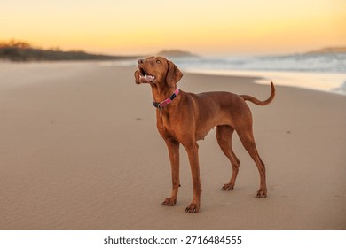 Vizsla pointer dog posing for the camera on beach at sunset