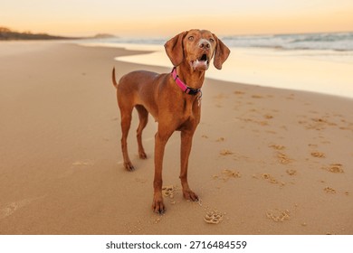Vizsla pointer dog posing for the camera on beach at sunset