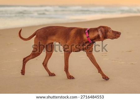 Vizsla pointer dog posing for the camera on beach at sunset