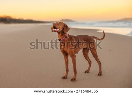Vizsla pointer dog posing for the camera on beach at sunset