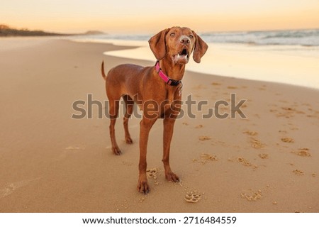 Vizsla pointer dog posing for the camera on beach at sunset
