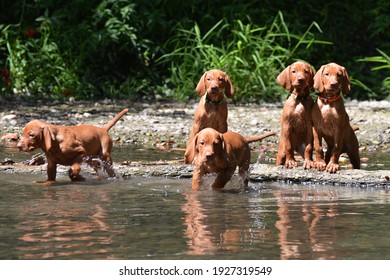 Vizsla puppies playing in a river
