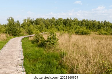 Vlonderpad in Nationaal Park De Groote Peel, Boardwalk at National Park De Groote Peel