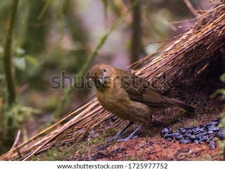 Vogelkop Bowerbird posing before part of his bower and decorations in the Arfak Mountains, West Papua, Indonesia