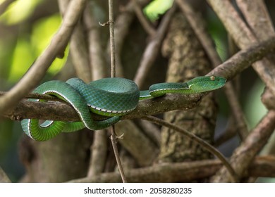 A Vogel's Green Pit Viper resting on a branch