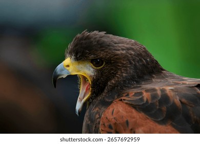 Voice of the Eagle Piercing the Clouded Silence