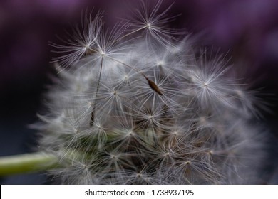 Volatile Dandelion Natural Purple Background