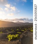 Volcanic landscape, La Geria, Island Lanzarote, Canary Islands, Spain, Europe.