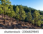 Volcanic landscape and lush green pine tree forest at hiking trail to Paisaje Lunar volcanic rock formation at Teide national park, Tenerife Canary islands, Spain