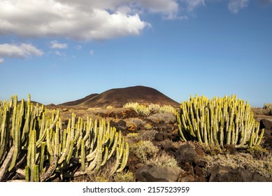 The Volcanic Landscape Of The Natural Reserve Of Malpaís De La Rasca Next To Punta De Rasca Lighthouse, Arona, Tenerife, Canary Islands, SpainIslands, Spain