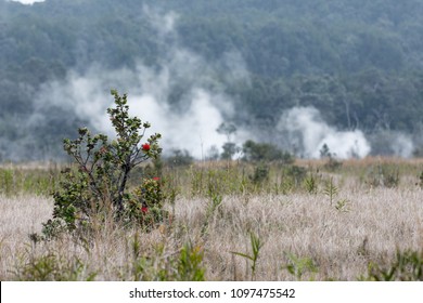 Volcanic Steam And Fumes Rising In The Distance Behind A Tree, Mount Kilauea, Big Island, Hawaii.